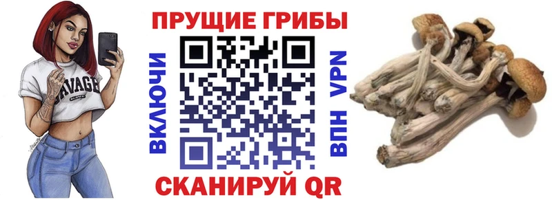 Псилоцибиновые грибы Psilocybe  Макаров 